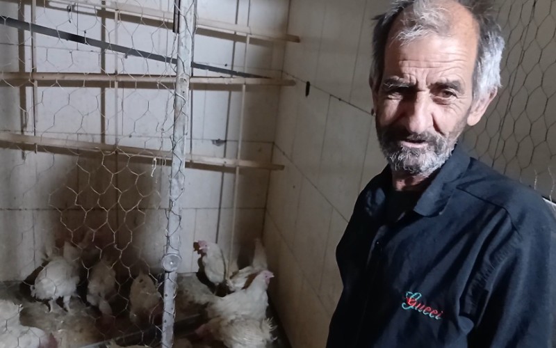 اهدا مرغ گوشتی زنده به افراد کم بضاعت