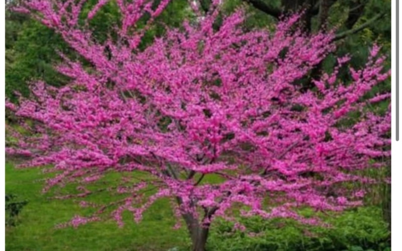 اهدای نهال و چند گل و درختچهی زینتی (محدود)